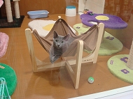 ペッツホーム　卒業生