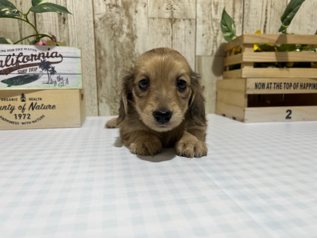 ミニチュアダックス♀レッド1/19
