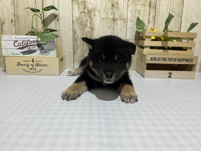 柴犬2/20♀