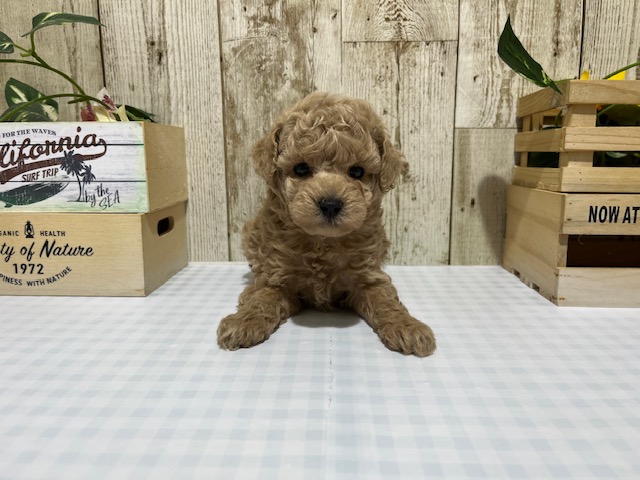 トイプー♂アプリ11.25