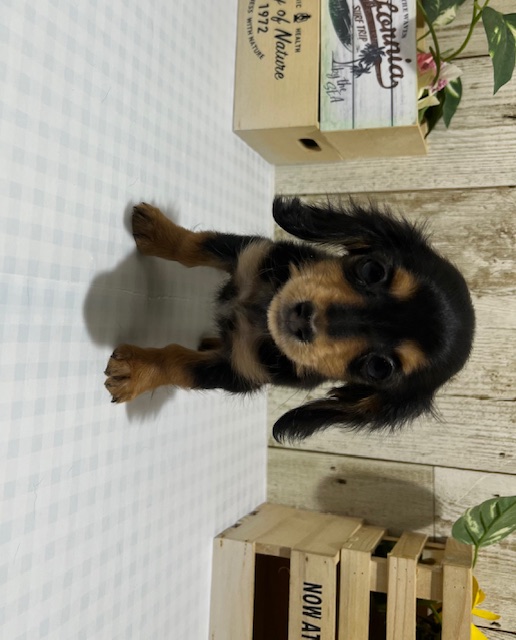 M・ダックスフンド♀12.3ブラック＆タン