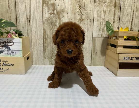 トイプー♀12.26