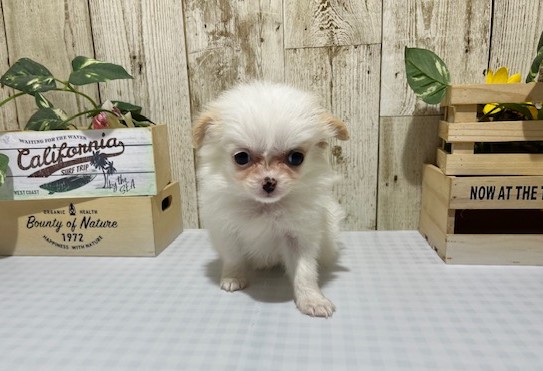 MIX(チワマル)♀1.19