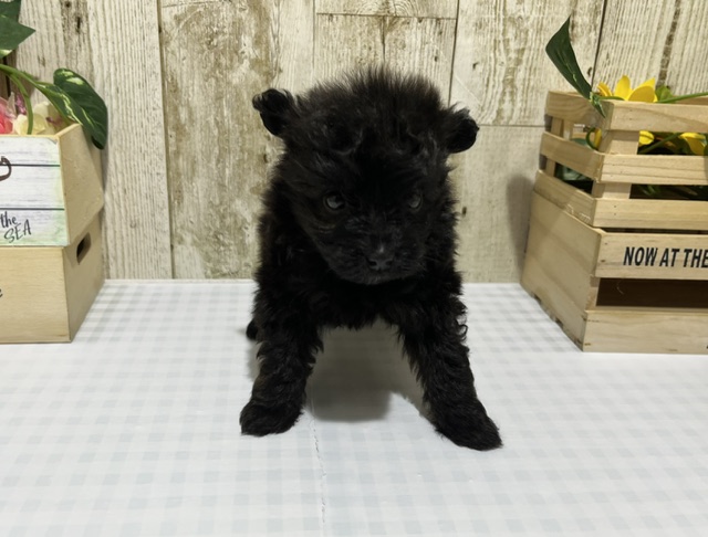 MIX(ポメプー)♀4.10