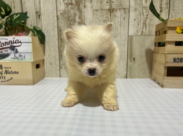 MIX(ポメチワ)♀4.10
