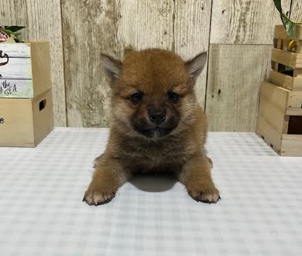 柴犬(柴犬×豆柴犬)♂赤2026.03.22