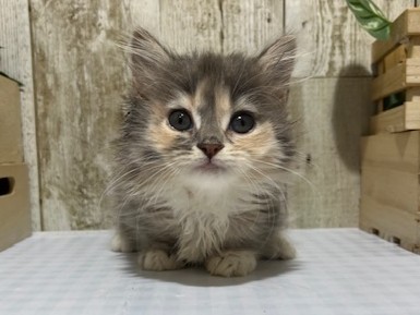 仔犬・仔猫の紹介