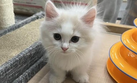 仔犬・仔猫の紹介