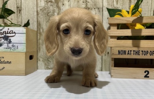 仔犬・仔猫の紹介