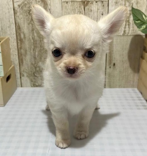 仔犬・仔猫の紹介