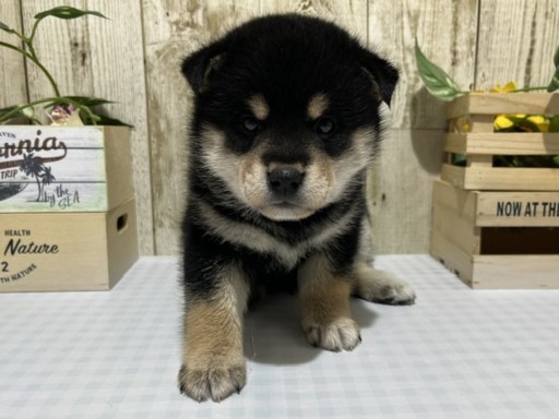 仔犬・仔猫の紹介