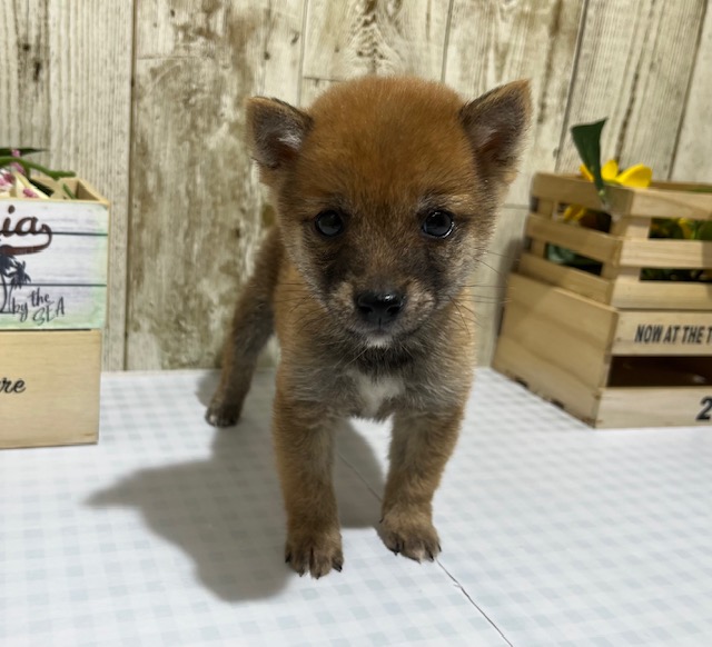 仔犬・仔猫の紹介