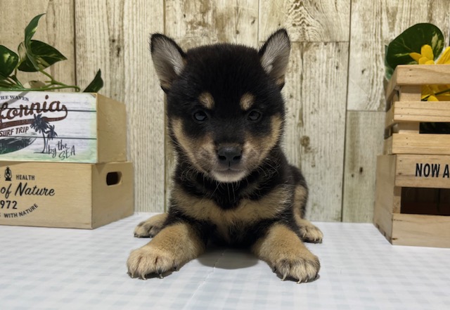 仔犬・仔猫の紹介