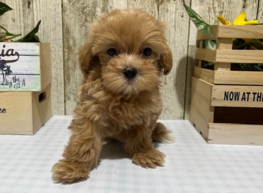仔犬・仔猫の紹介
