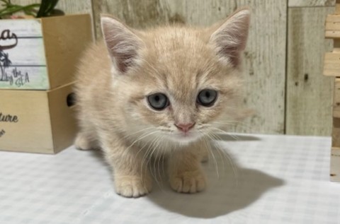 仔犬・仔猫の紹介