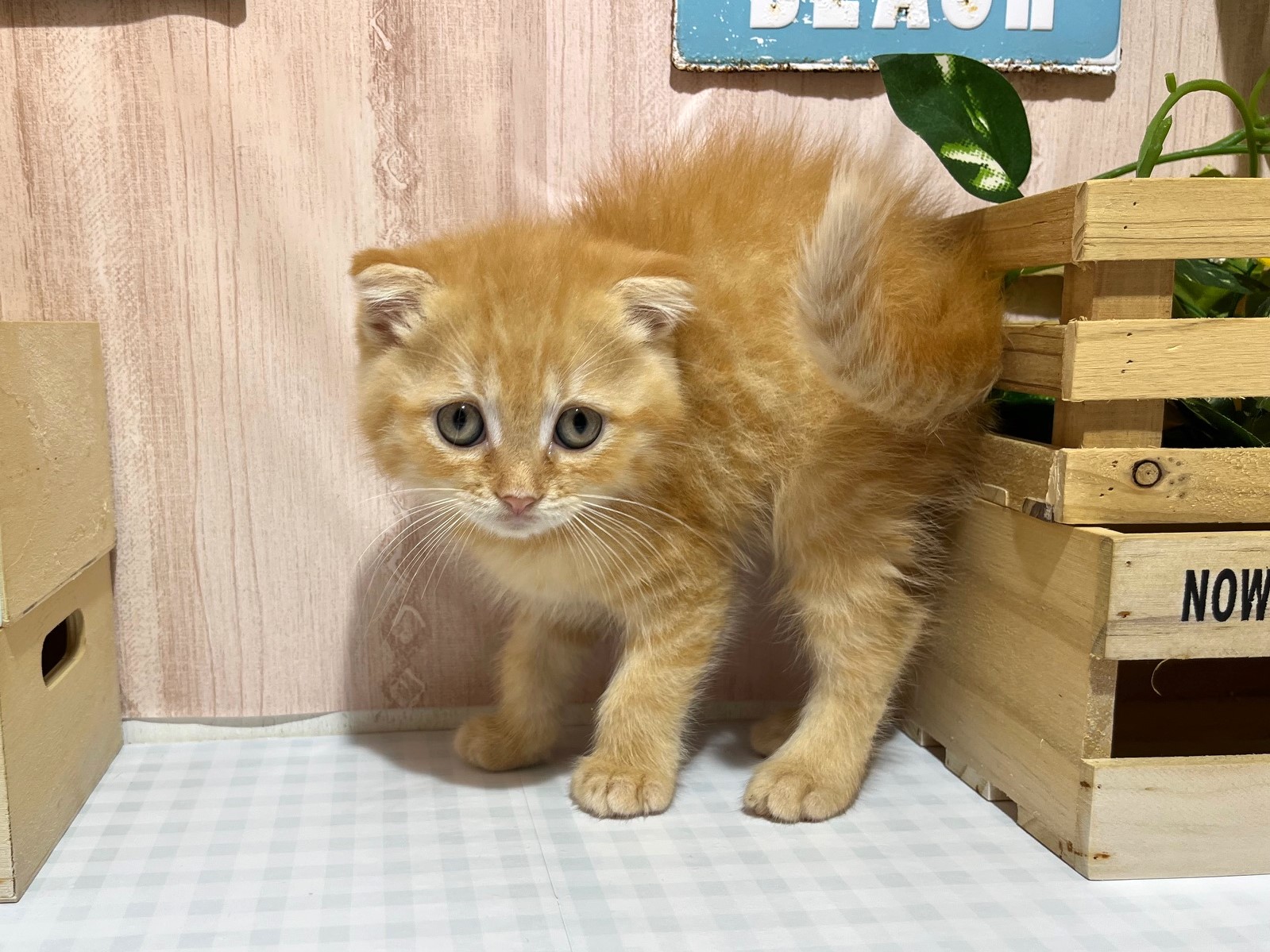 仔犬・仔猫の紹介