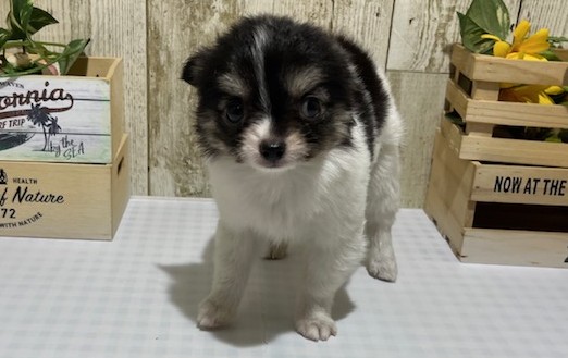 仔犬・仔猫の紹介