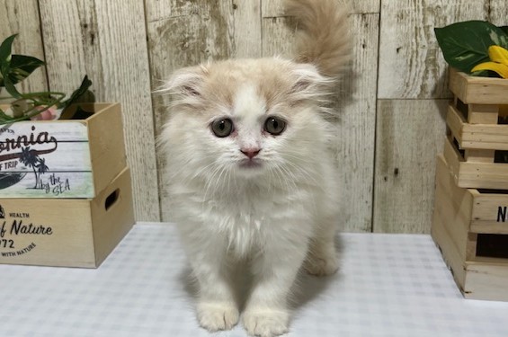 仔犬・仔猫の紹介