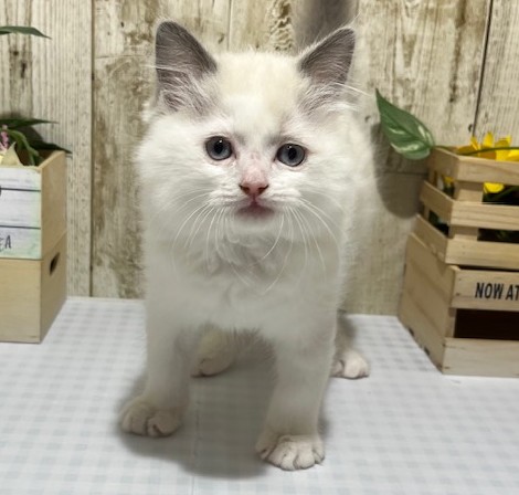 仔犬・仔猫の紹介