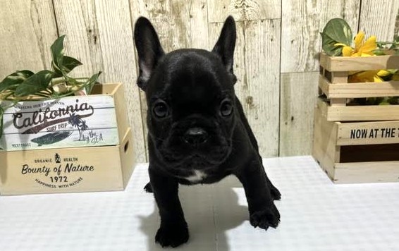 仔犬・仔猫の紹介