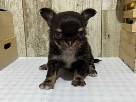 仔犬・仔猫の紹介