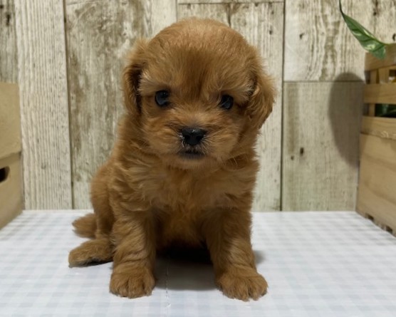 仔犬・仔猫の紹介
