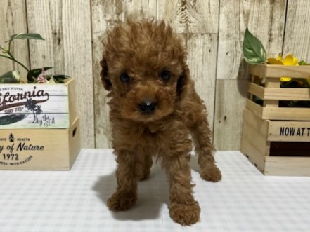 仔犬・仔猫の紹介