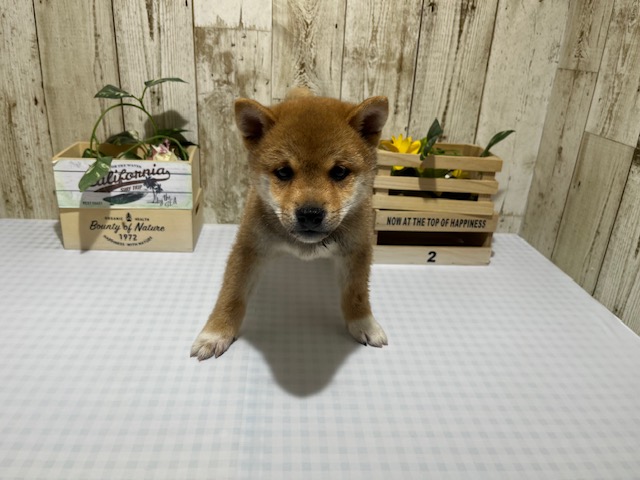 仔犬・仔猫の紹介