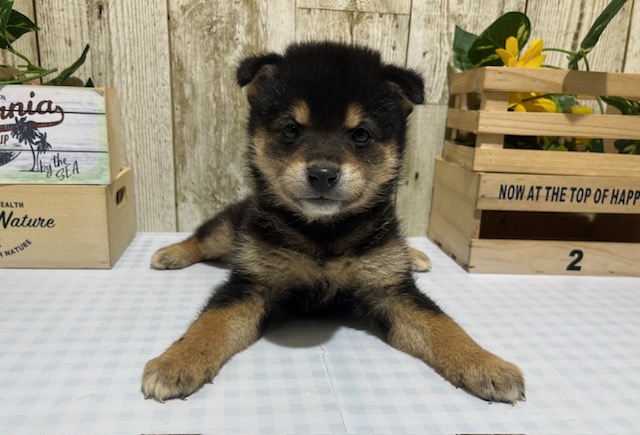 仔犬・仔猫の紹介