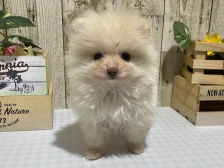 仔犬・仔猫の紹介