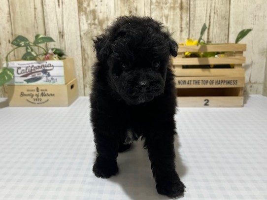 仔犬・仔猫の紹介