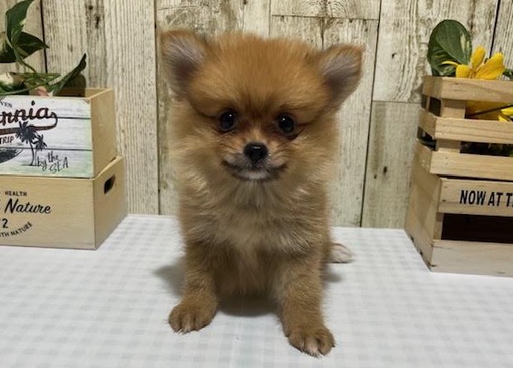 仔犬・仔猫の紹介