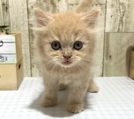 仔犬・仔猫の紹介