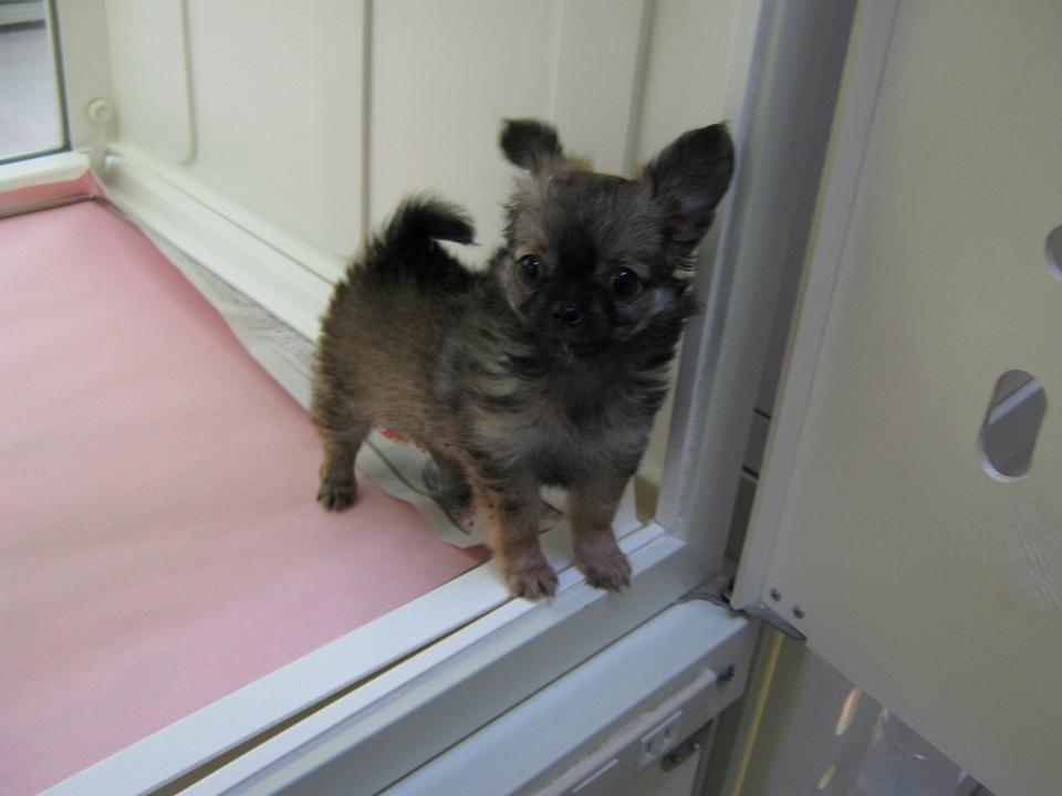 子犬・子猫の紹介